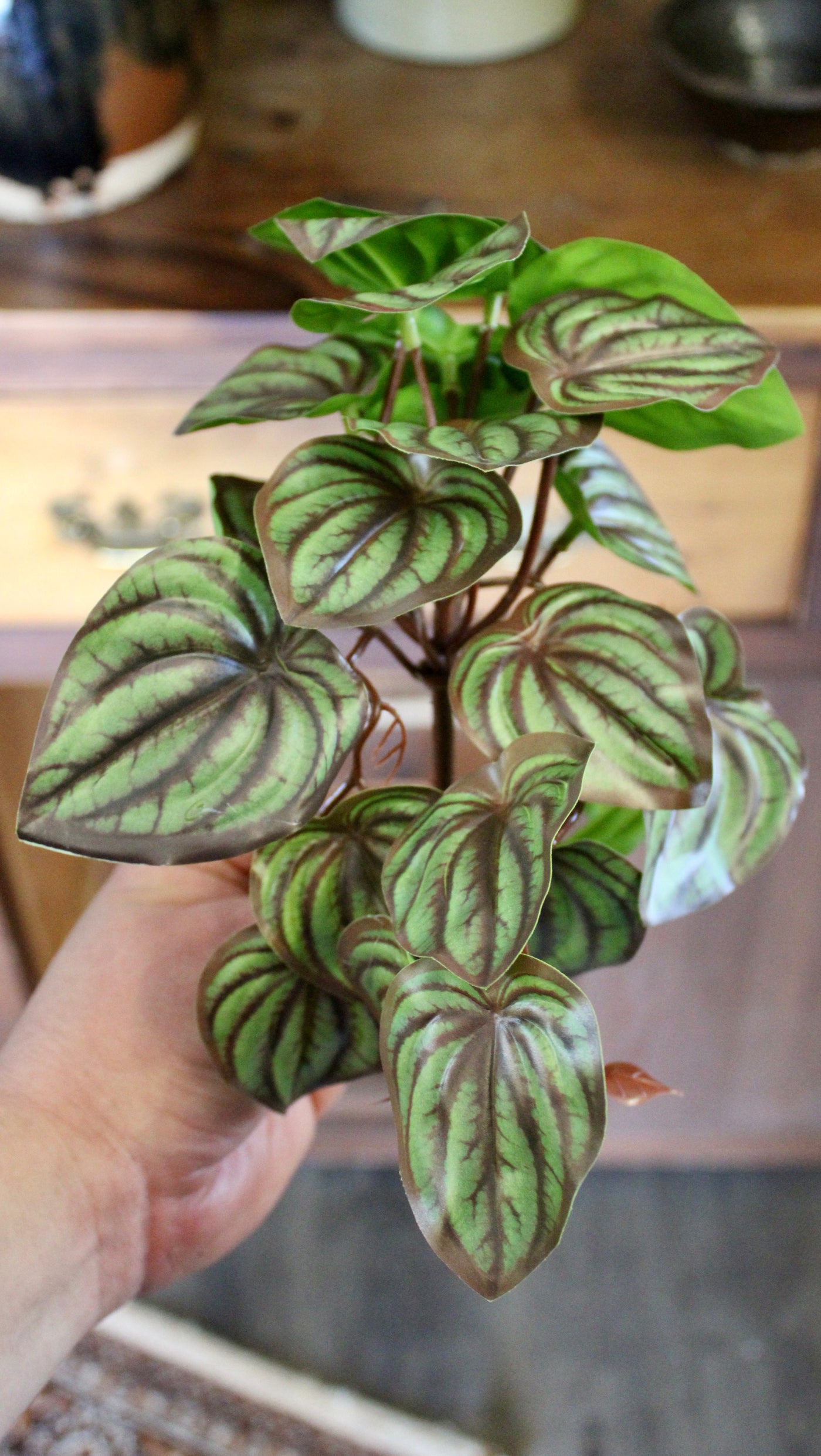 Watermelon Peperomia Bush