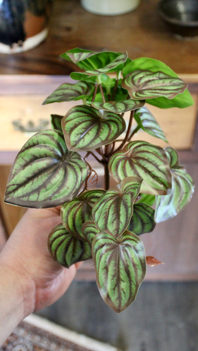Watermelon Peperomia Bush