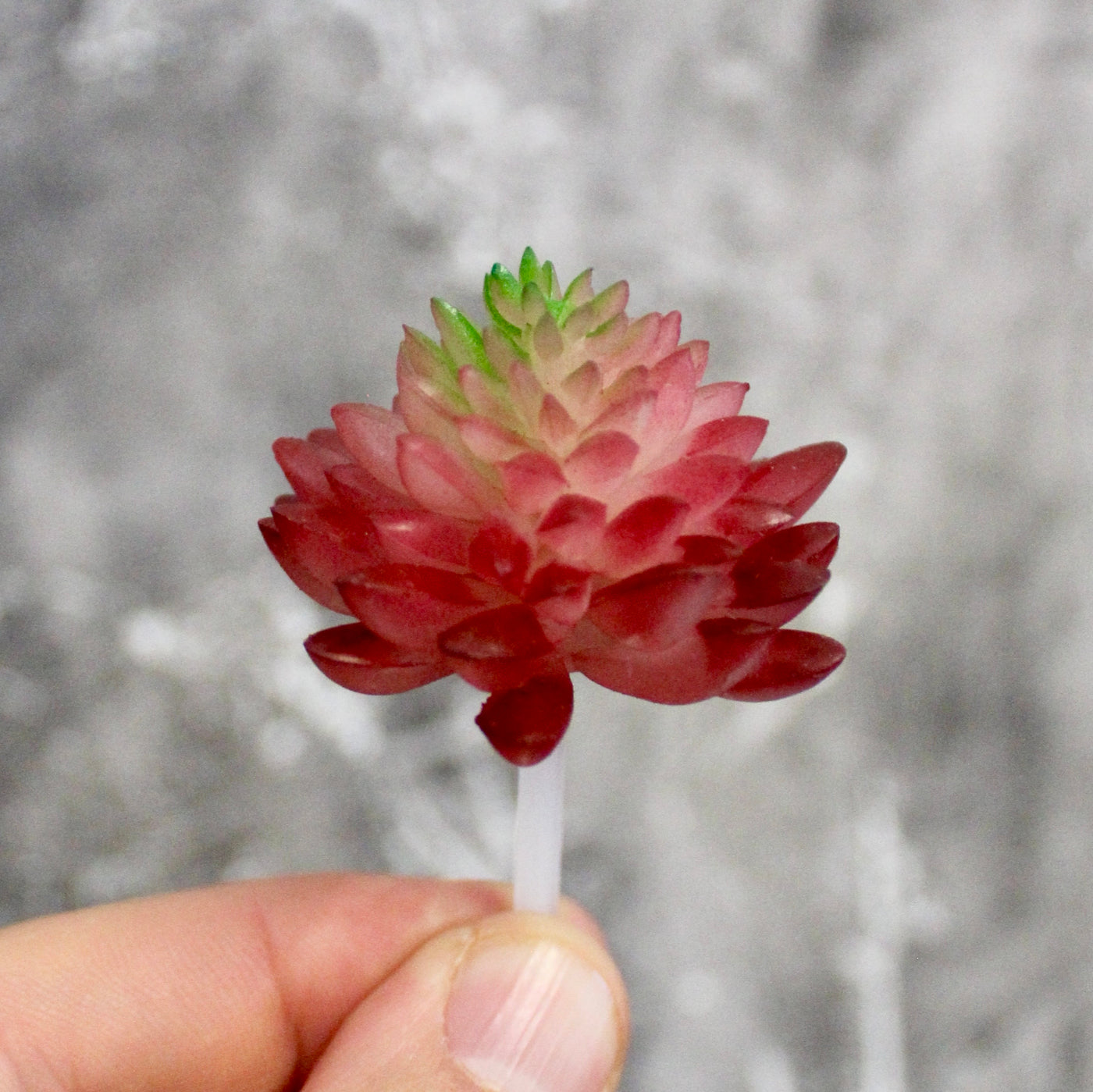 Assorted Mini Succulents