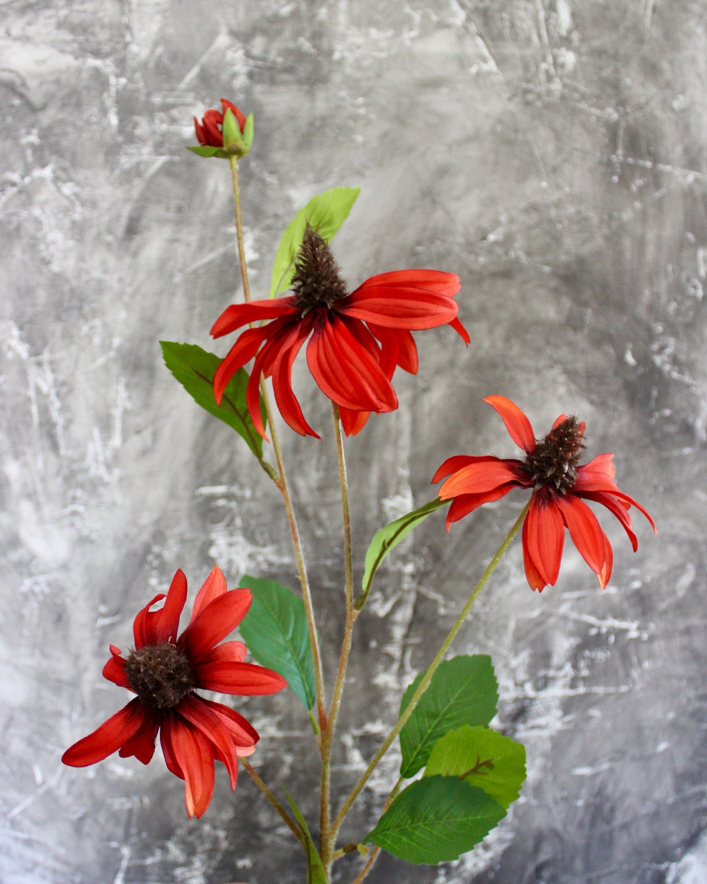 Cone Flower Stem