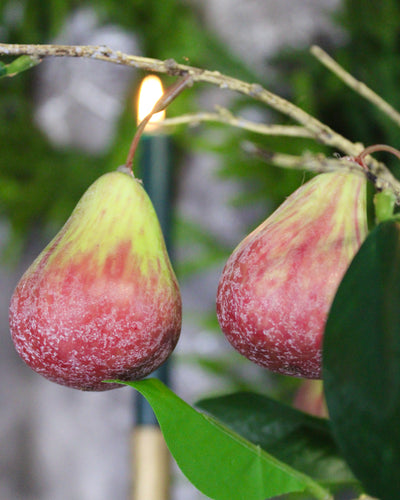 Fig Branch
