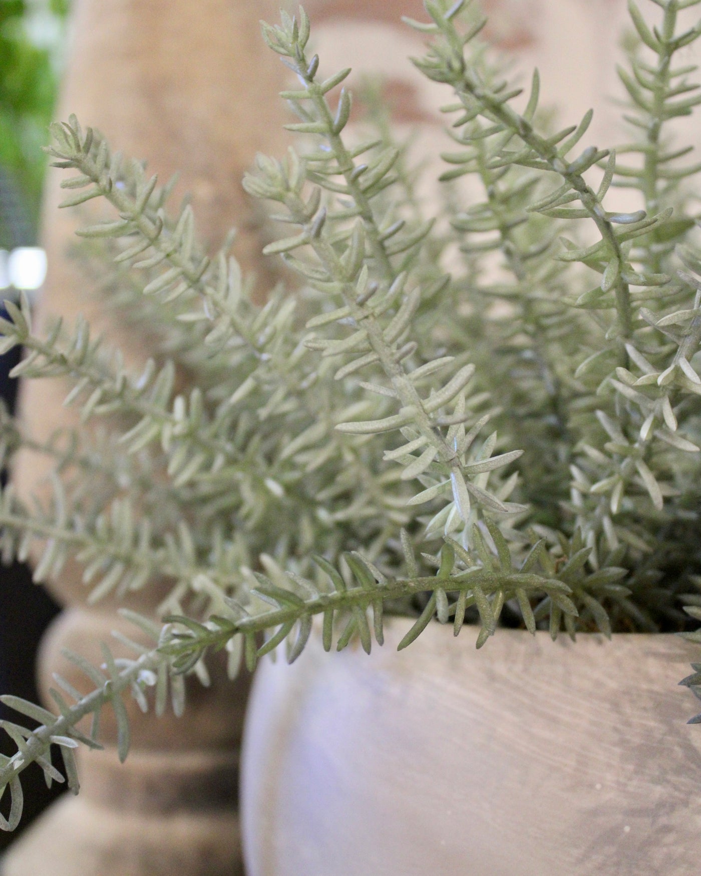 Potted Sage Herb