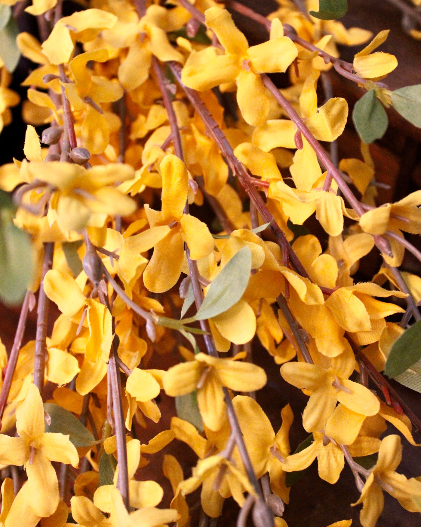 Forsythia Branch