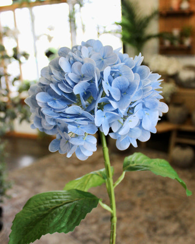 Powder Blue Hydrangea Stem