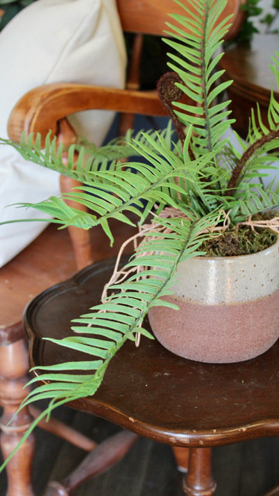 Potted Ostrich Fern