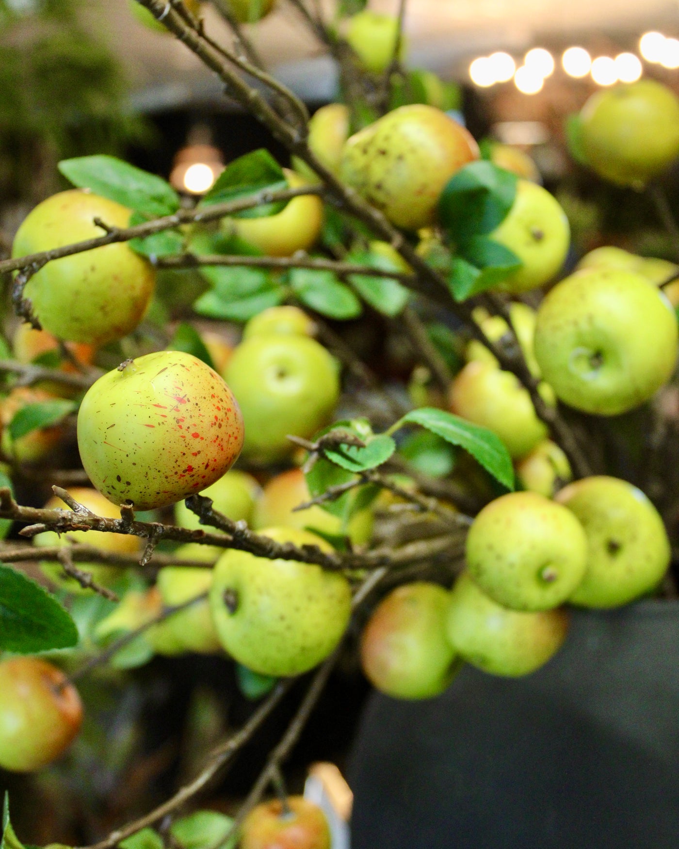 Apple Branch