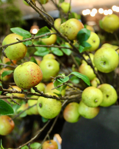 Apple Branch