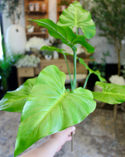 Taro Plant