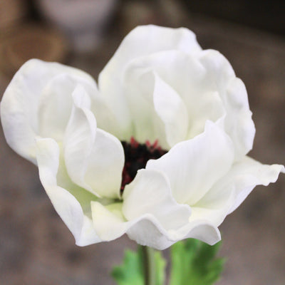 White Anemone Stem