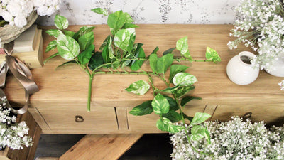 Pothos Hanging Bush