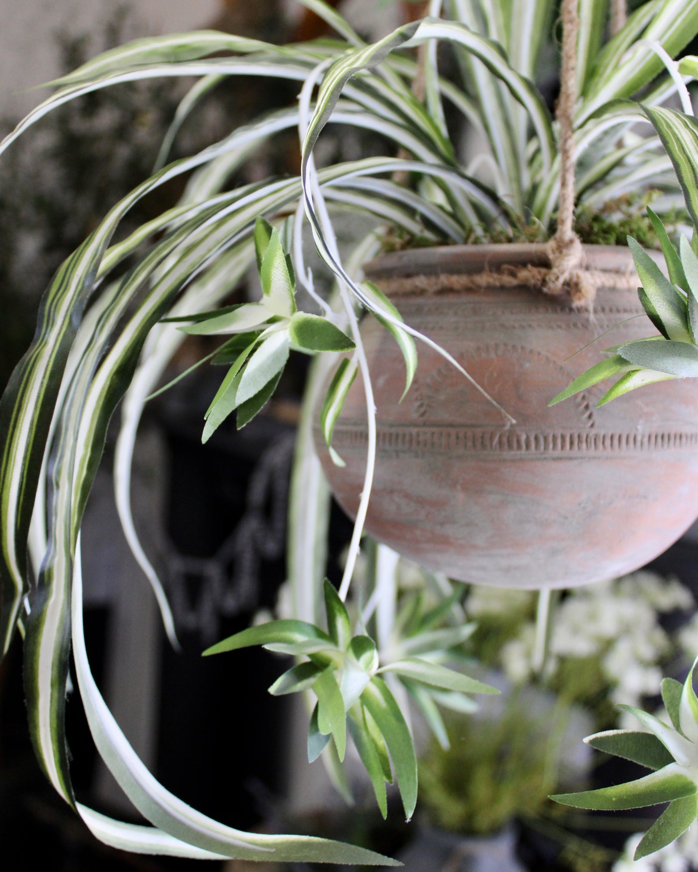 Spider Plant in Vintage Hanging Pot