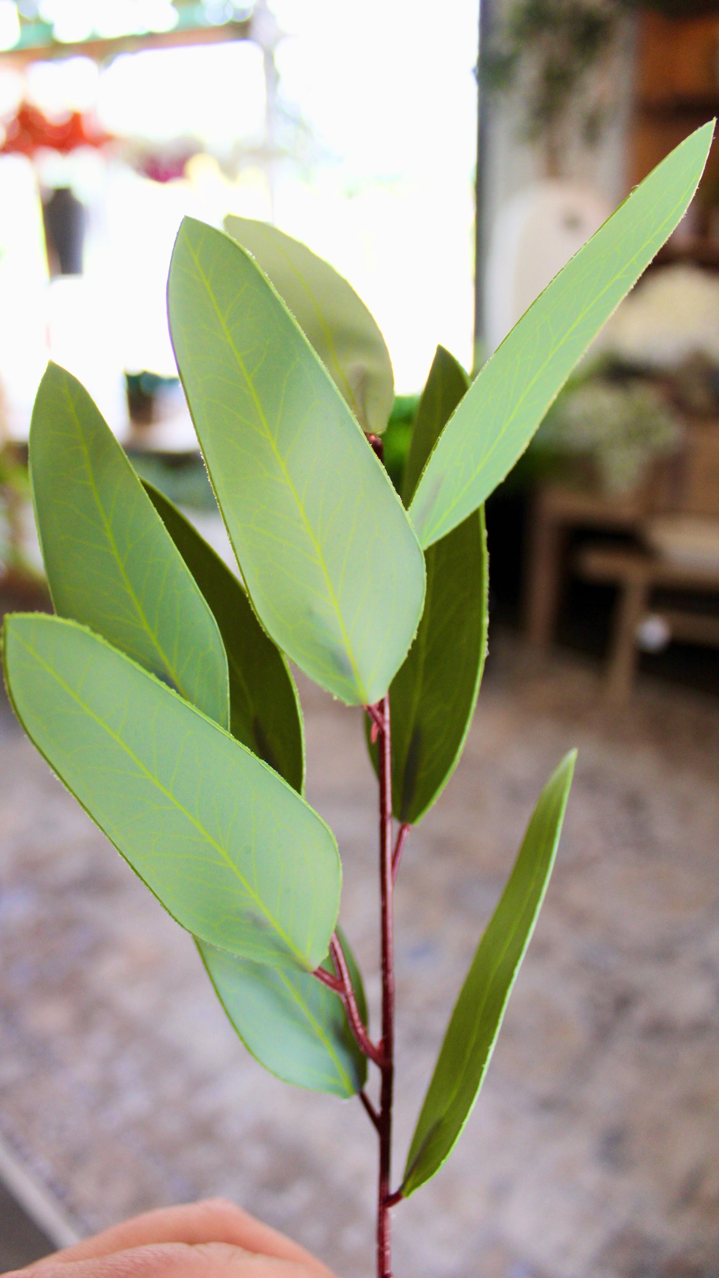 Willow Eucalyptus Stem (Unseeded)