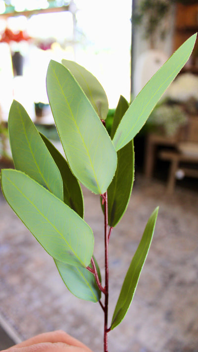 Willow Eucalyptus Stem (Unseeded)
