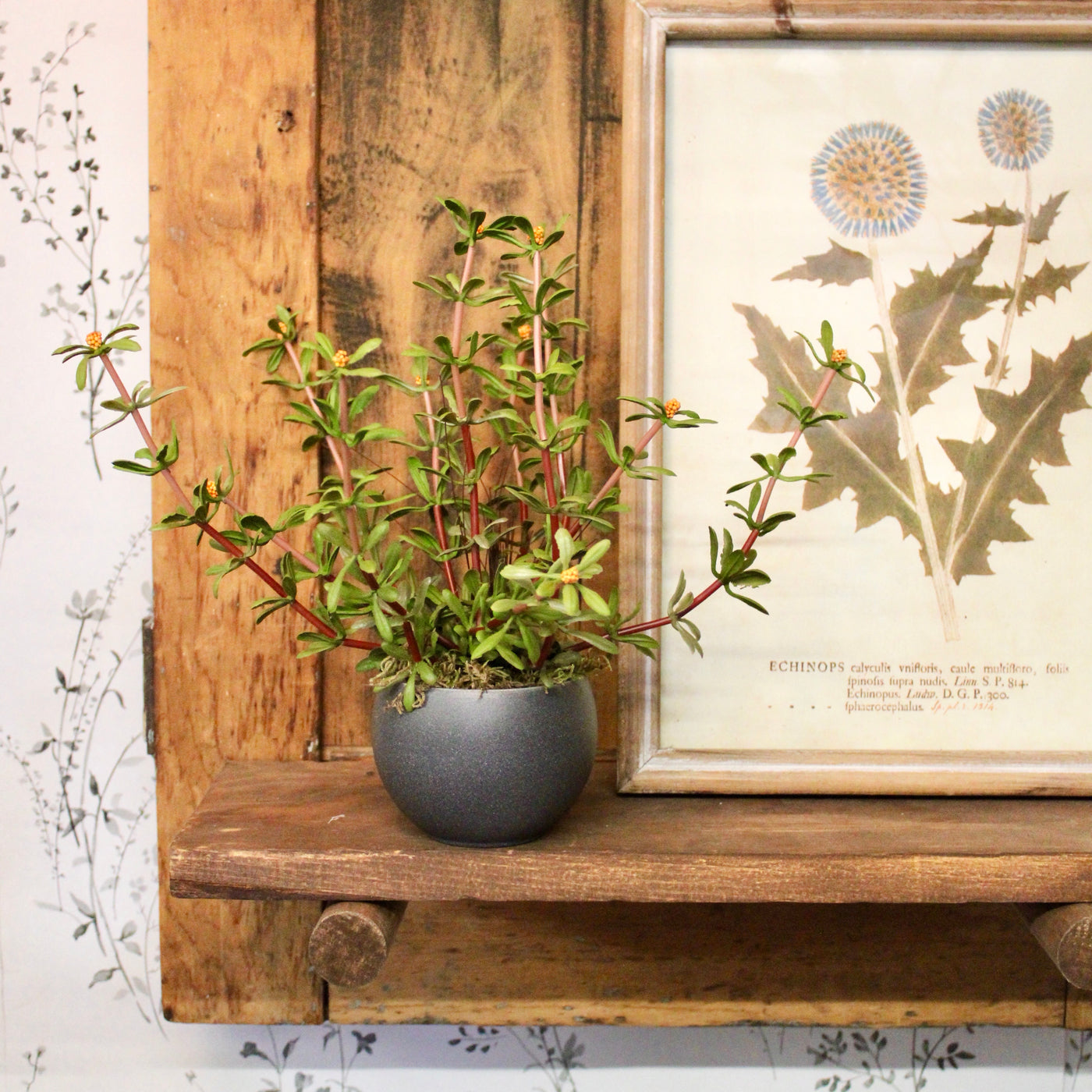 Mini Potted Purslane Plant