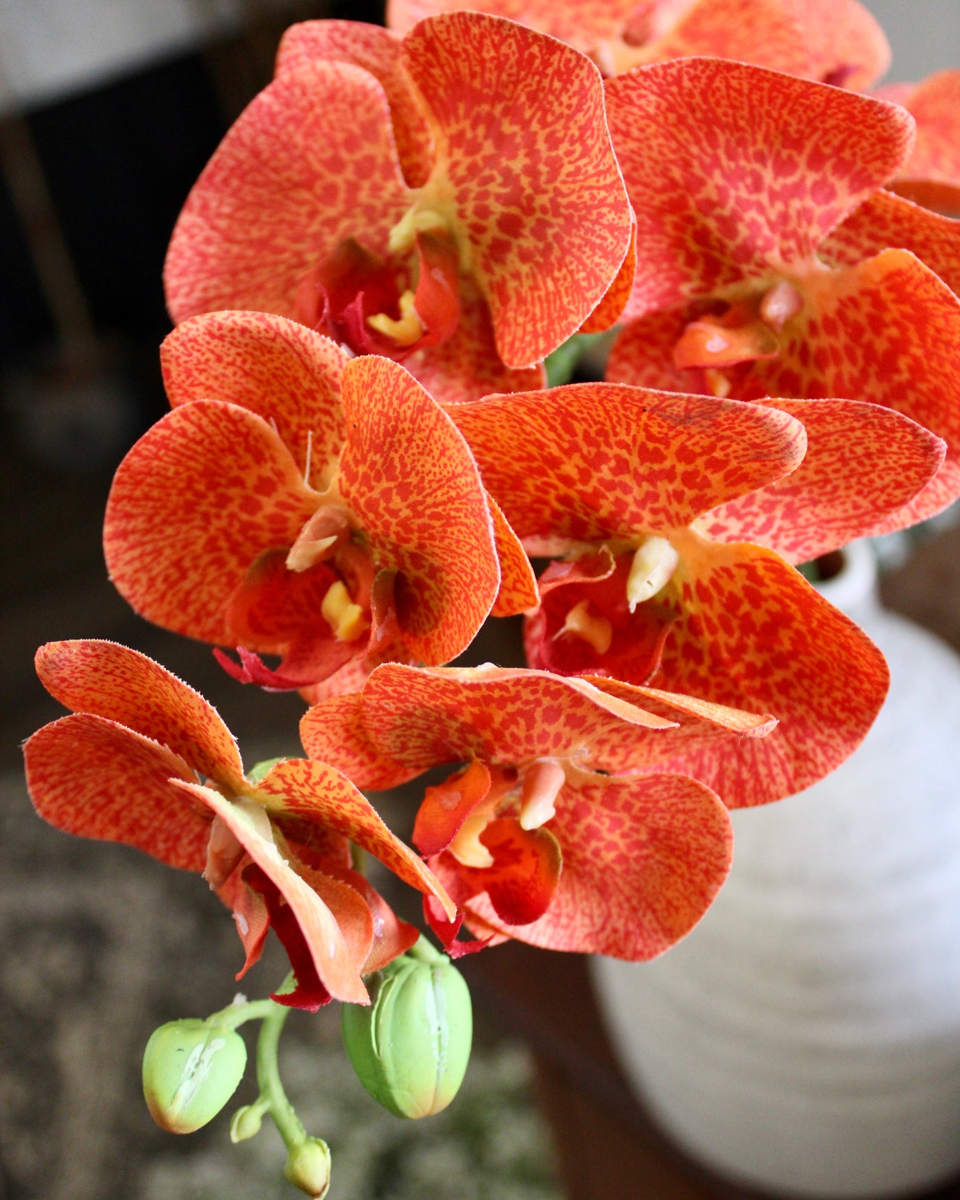 Orange Phalaenopsis Orchid