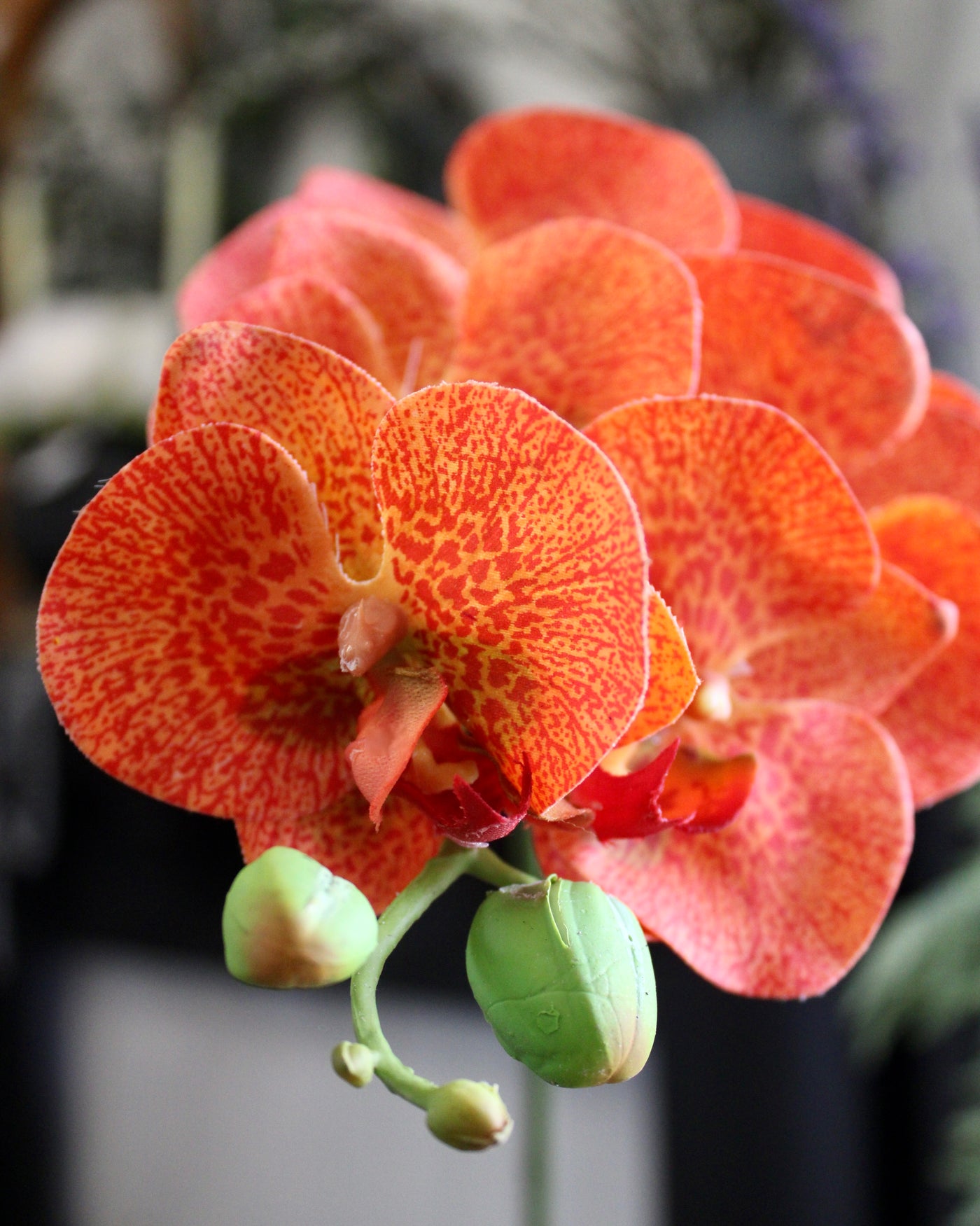 Orange Phalaenopsis Orchid