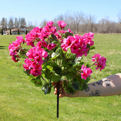 Upright Geranium Bush Fuchsia