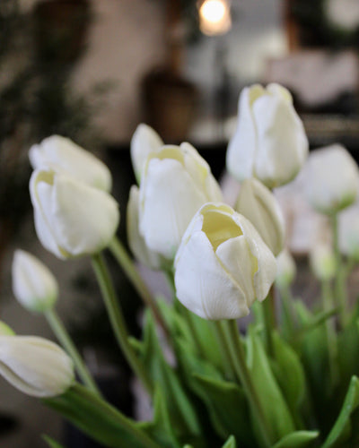 White Tulip Bundle (7 Stems)