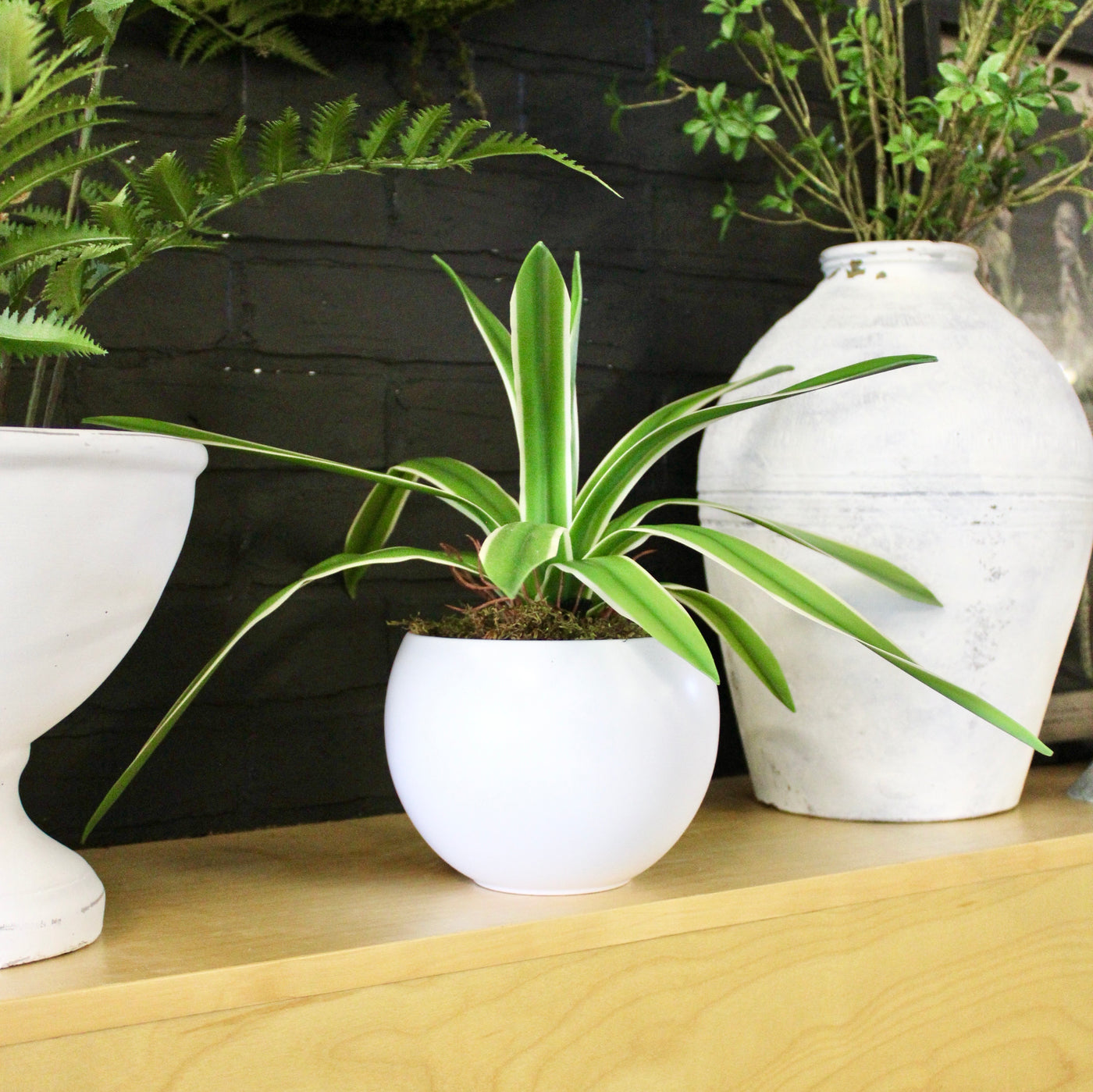 Potted Spider Plant
