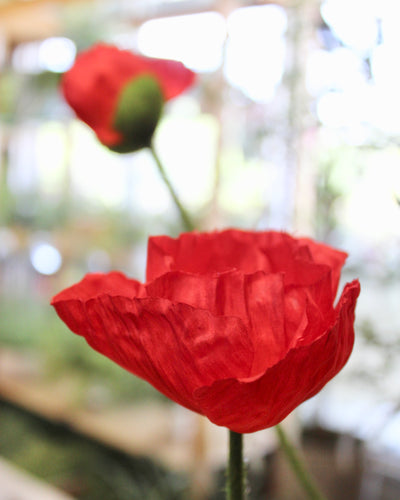 Red Poppy Stem