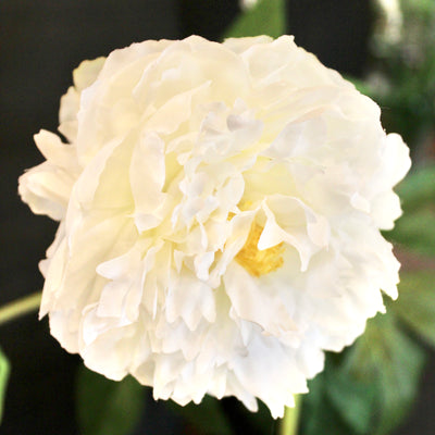 White Peony Spray