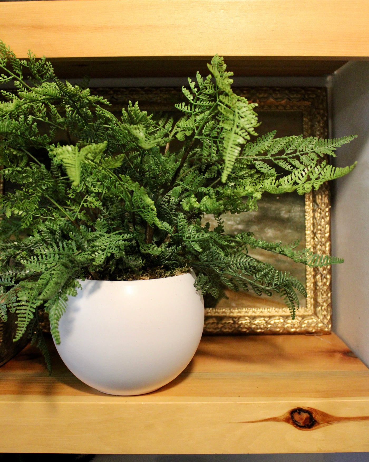 Potted Leather Fern