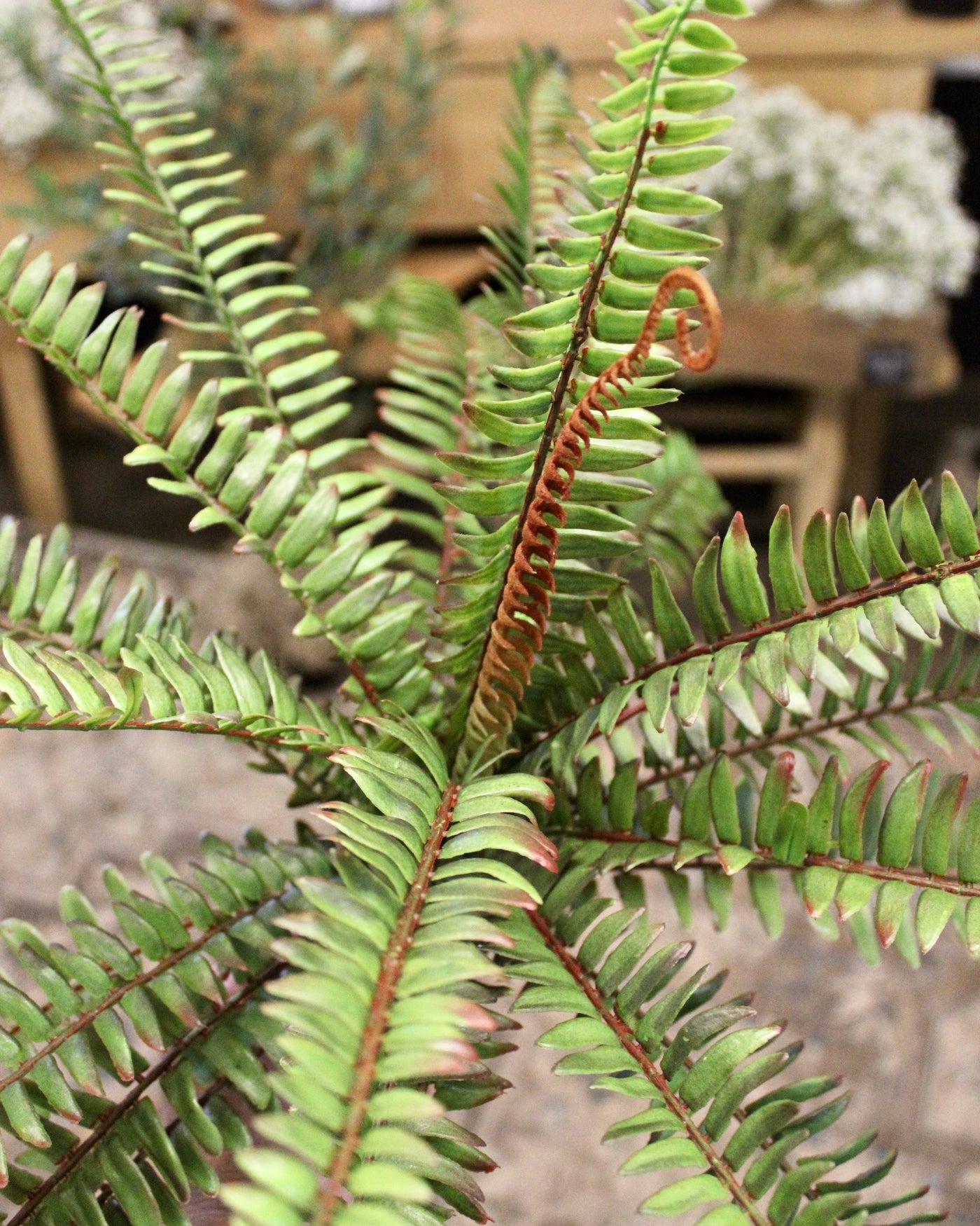 Sword Fern Bush