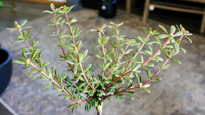 Purslane Plant