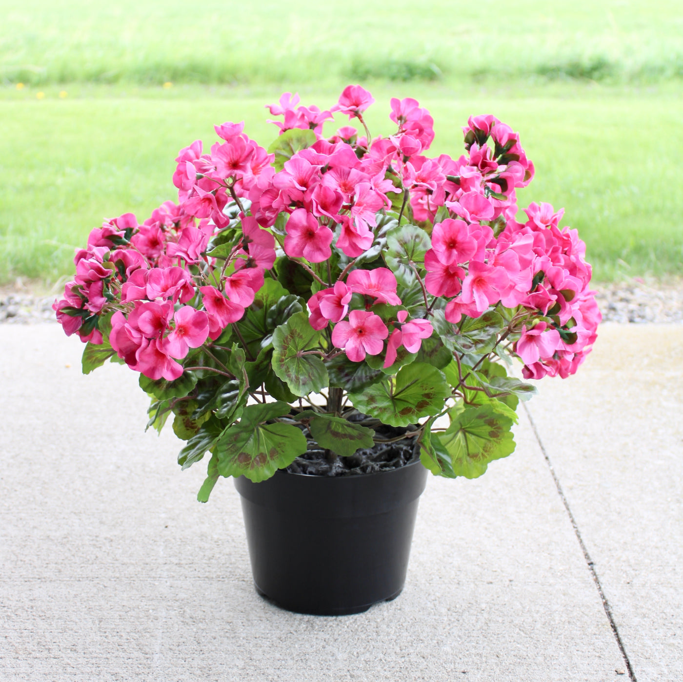 Geranium Drop-In Fuchsia