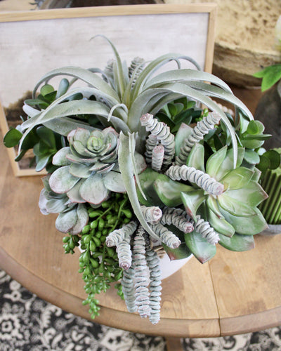 Air Plant & Triple Jade Mixed Succulent Arrangement