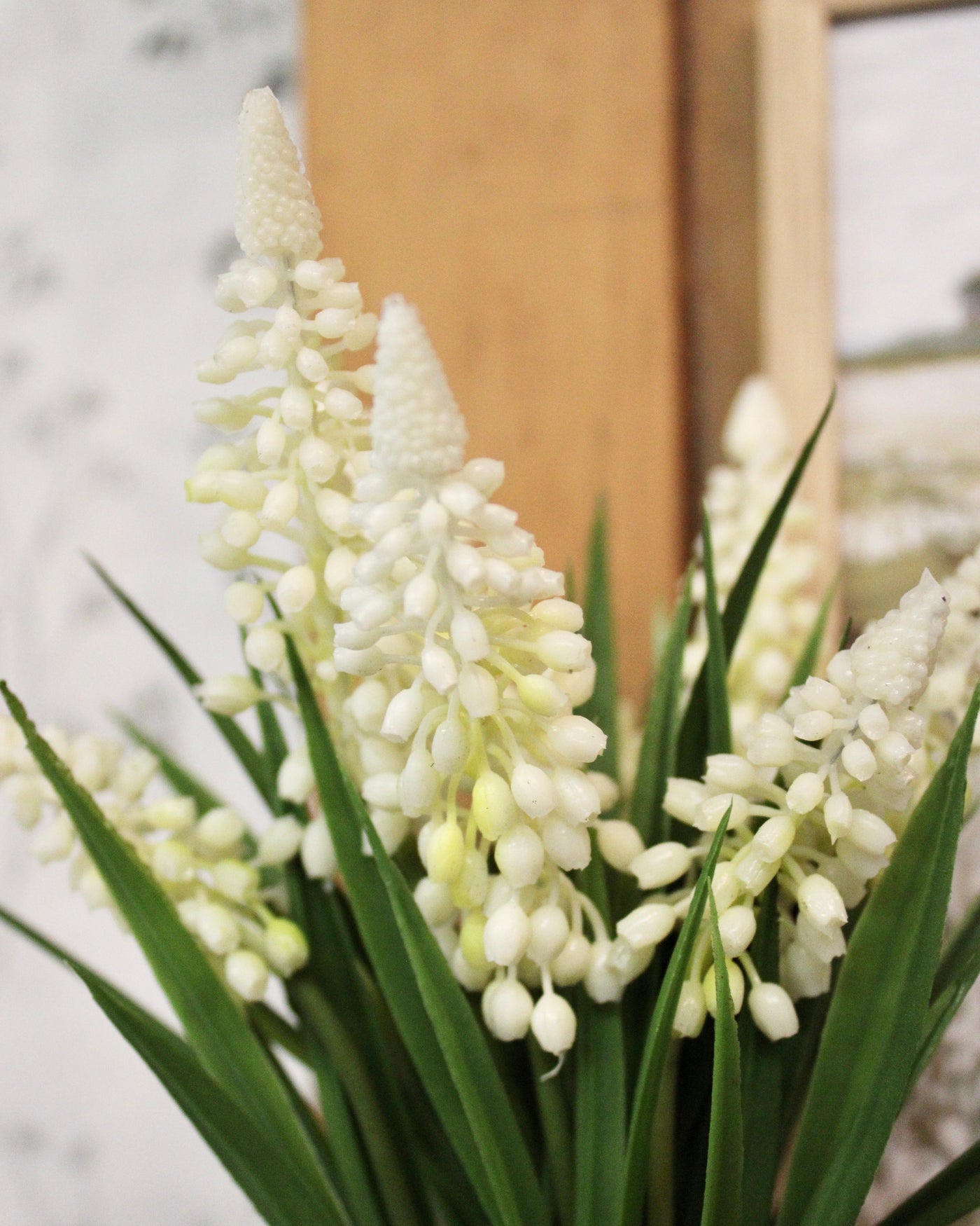 Potted Cream Grape Hyacinth