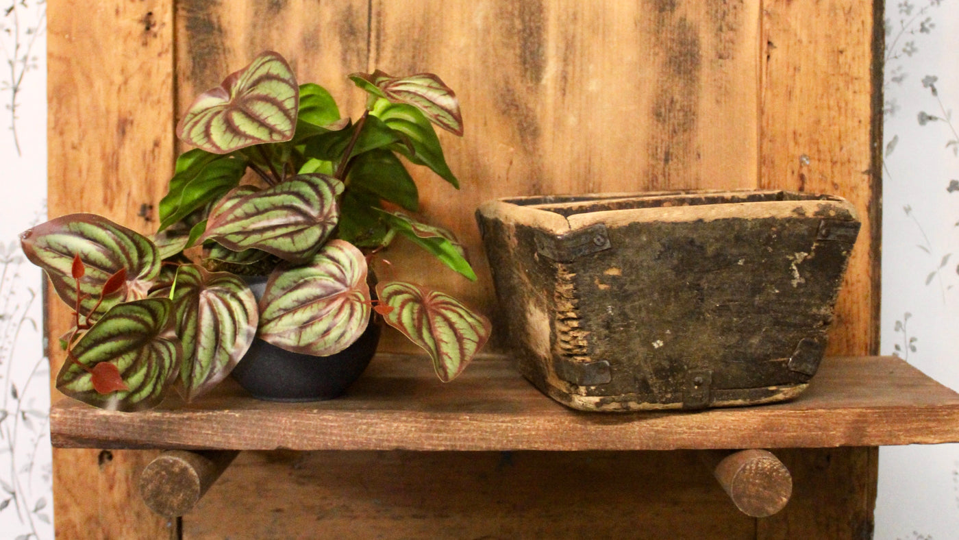 Potted Mini Watermelon Peperomia