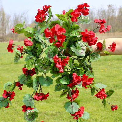 Red Geranium Vine