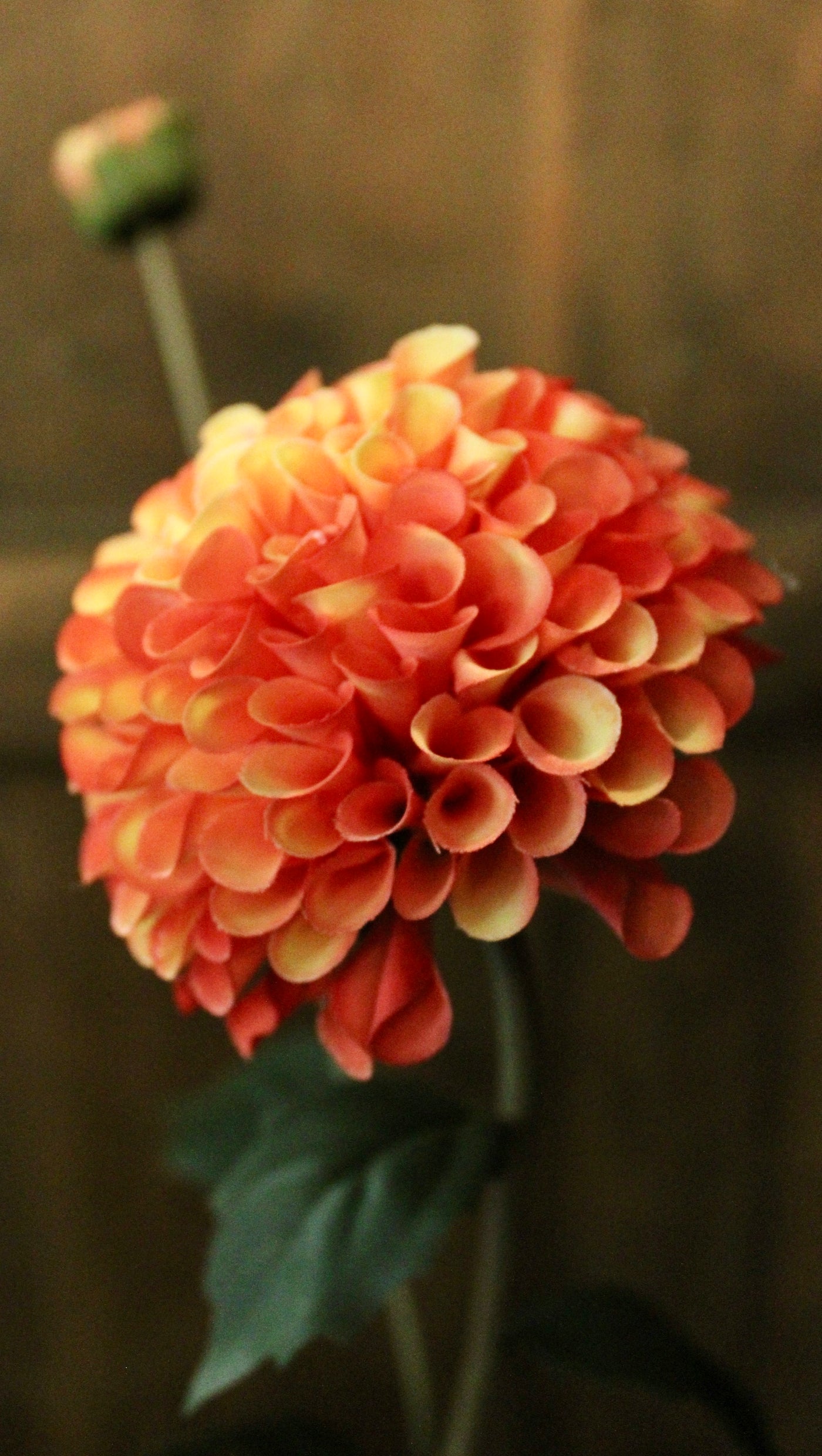 Orange Dahlia Stem