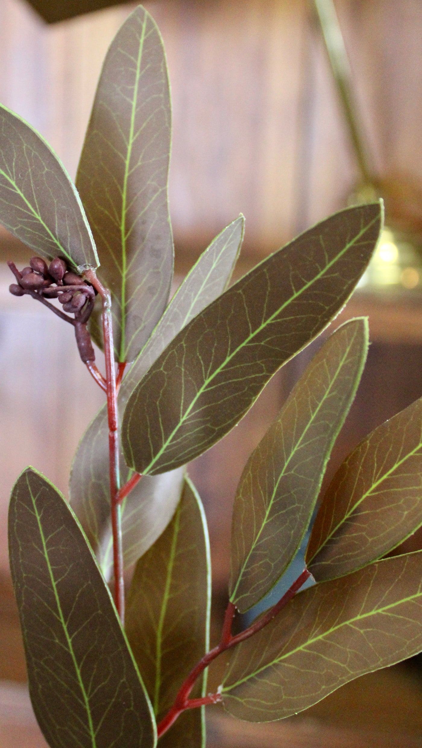 Brown Willow Eucalyptus Stems