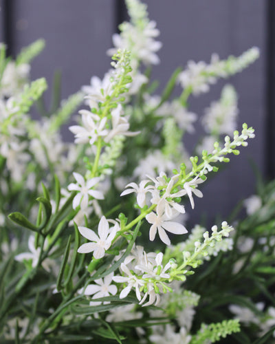 Sweet Veronica Bush White