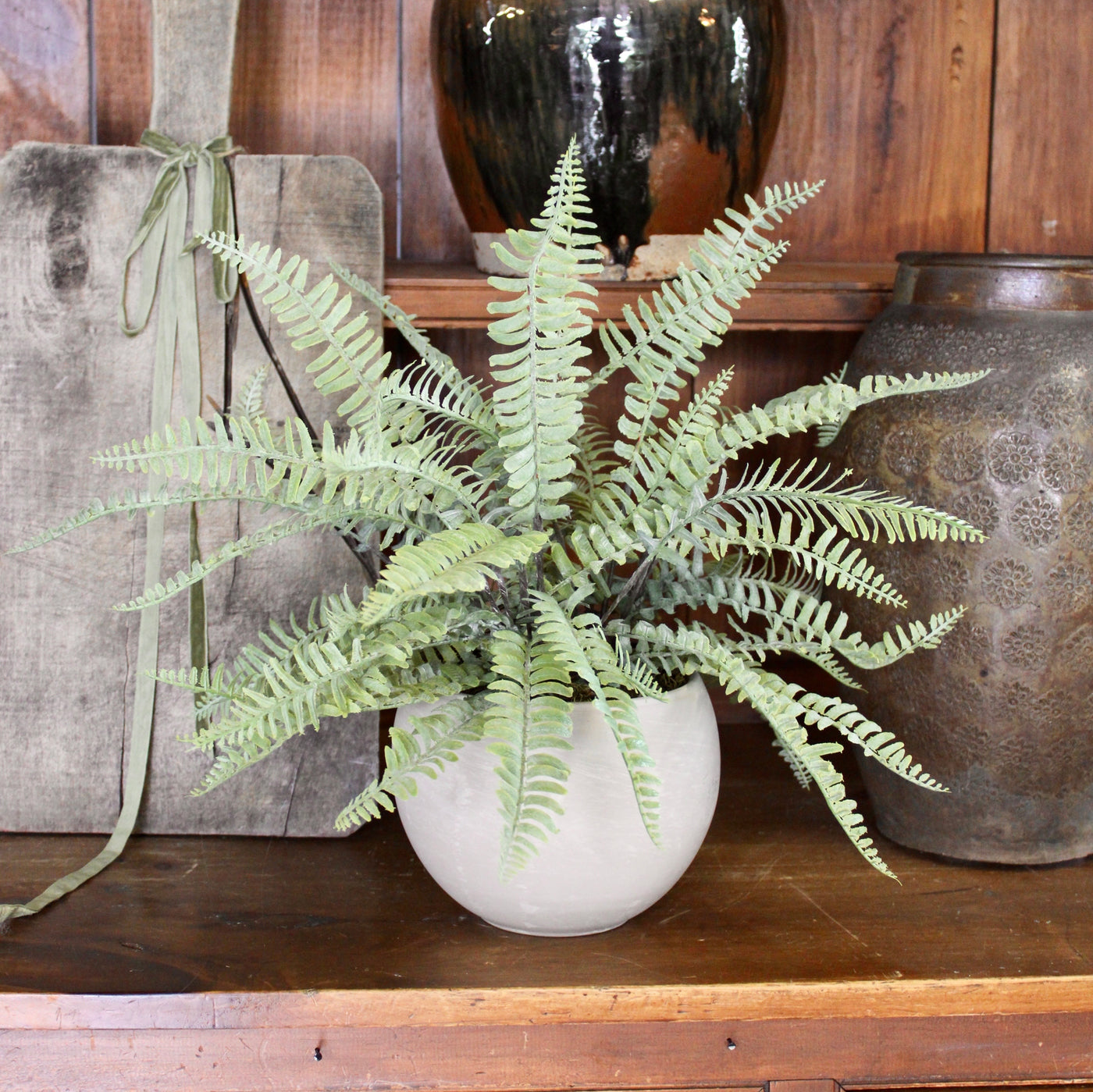 Potted Sword Fern