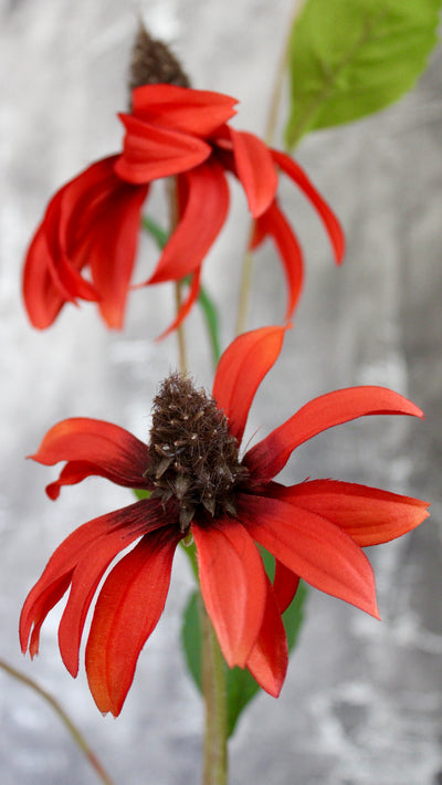 Cone Flower Stem