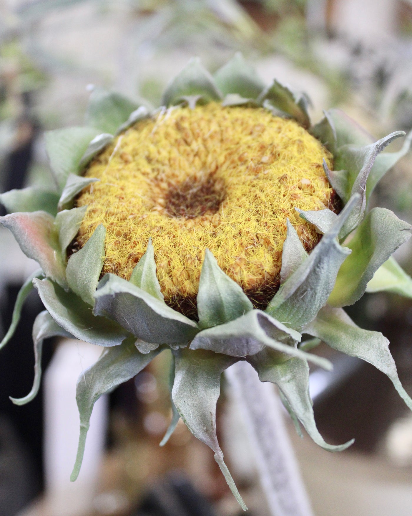 Yellow Sunflower Stem