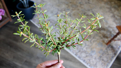 Purslane Plant
