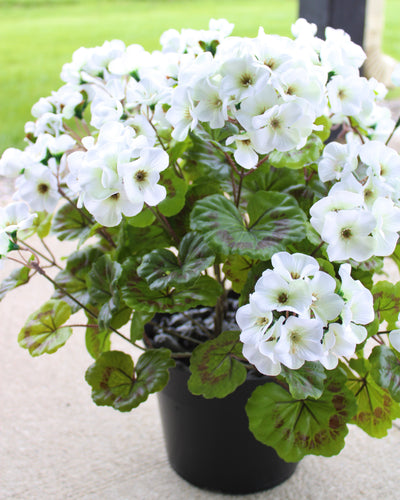 Geranium Drop-In White