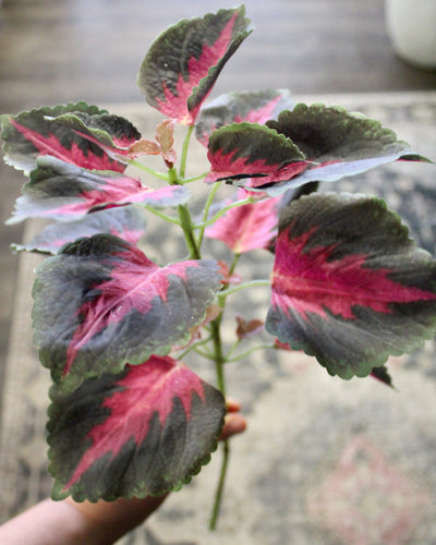 Coleus Bush