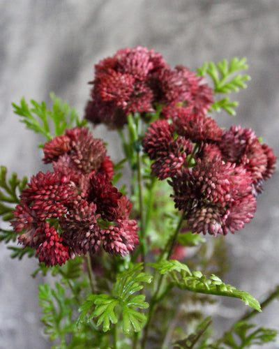 Burgundy/Mauve Sedum Bush