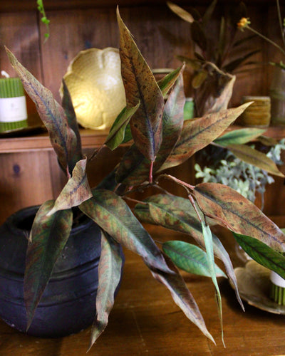 Green/Brown Willow Eucalyptus Spray