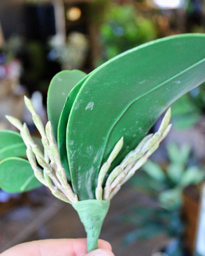 Orchid Leaf