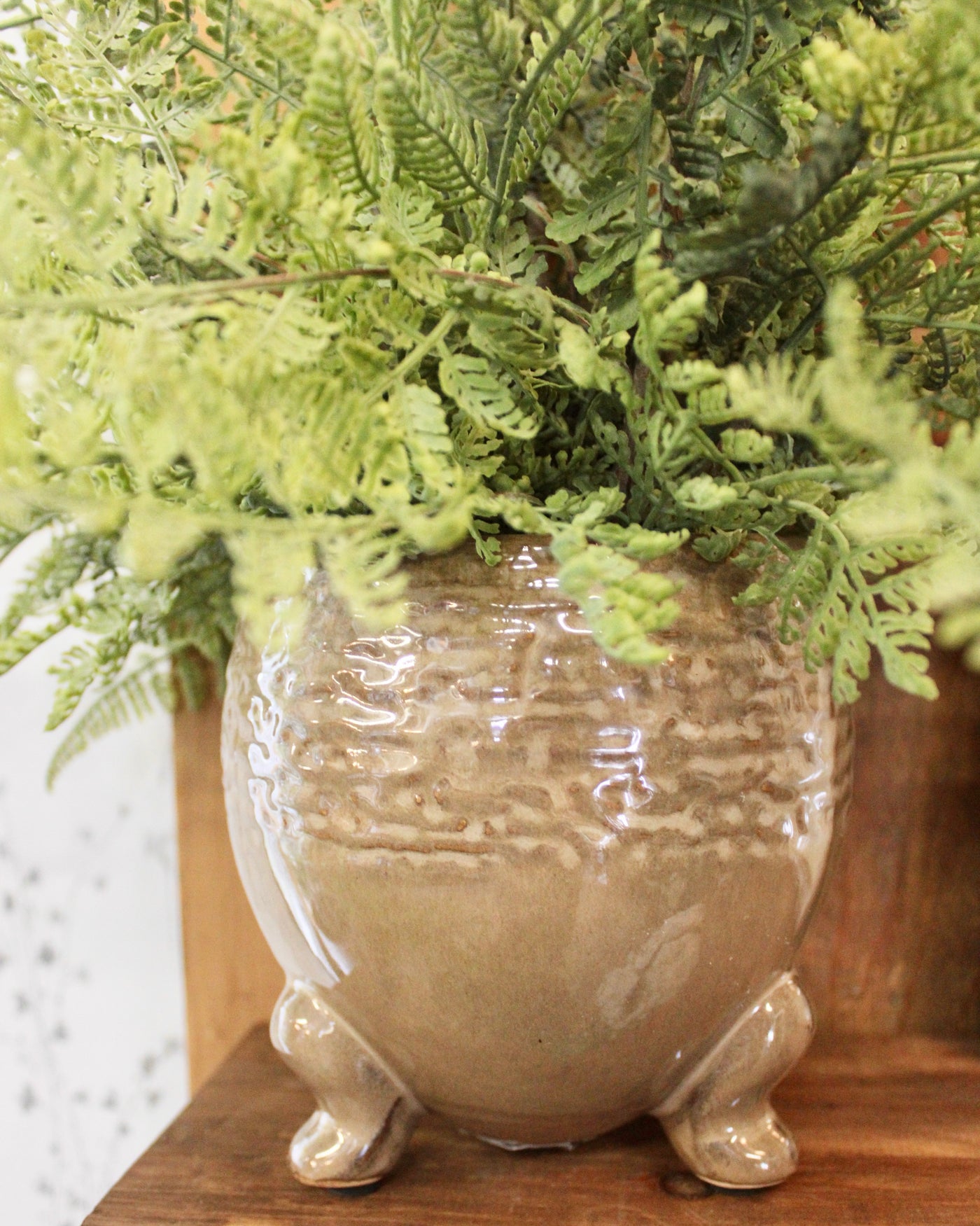 Potted Lace Fern