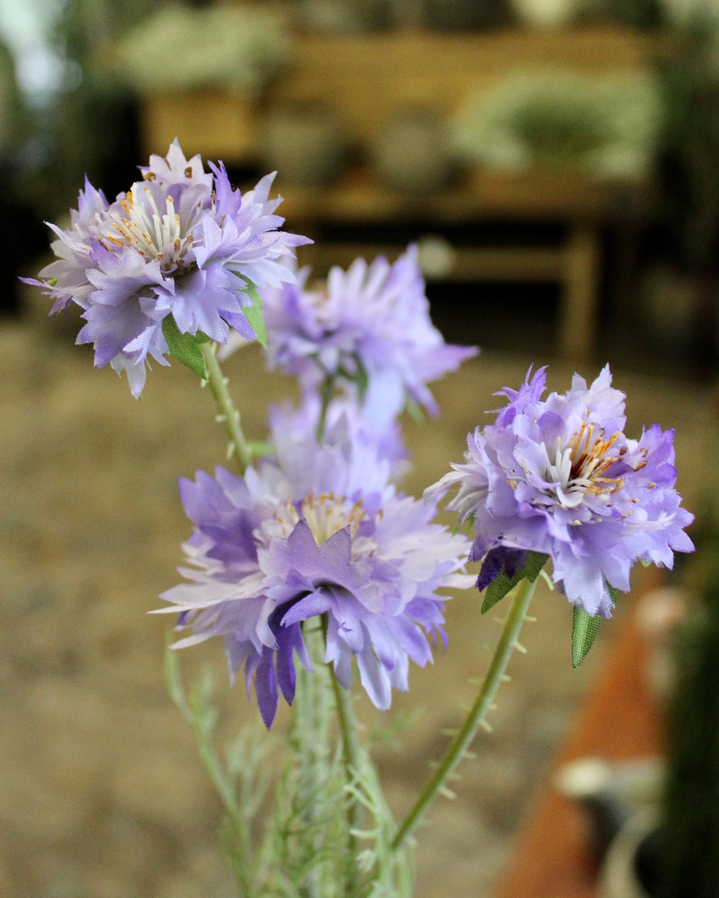 Purple Cornflower Stem