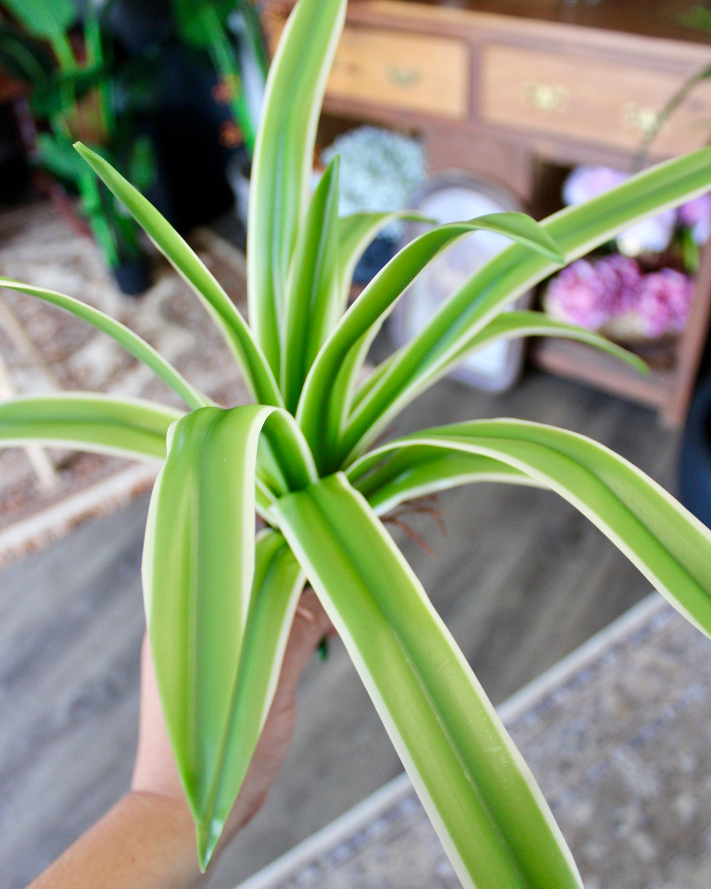 Spider Plant