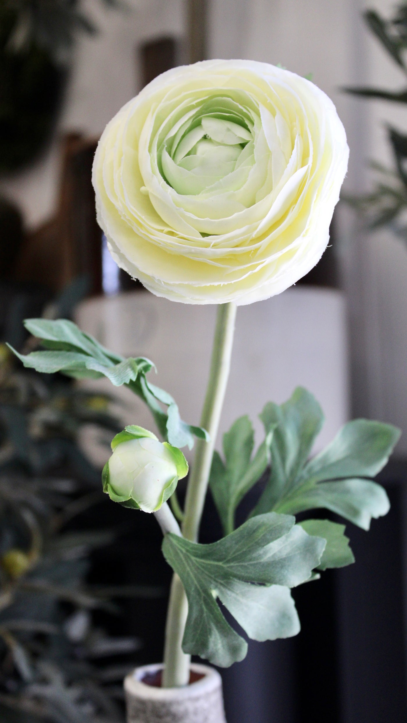 Cream Ranunculus Stem