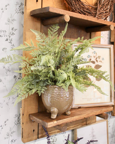 Potted Lace Fern